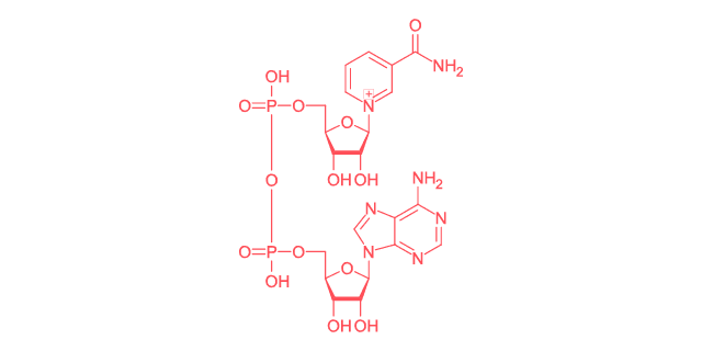 NAD+ (nicotinamida adenina dinucletido) | Metabolon