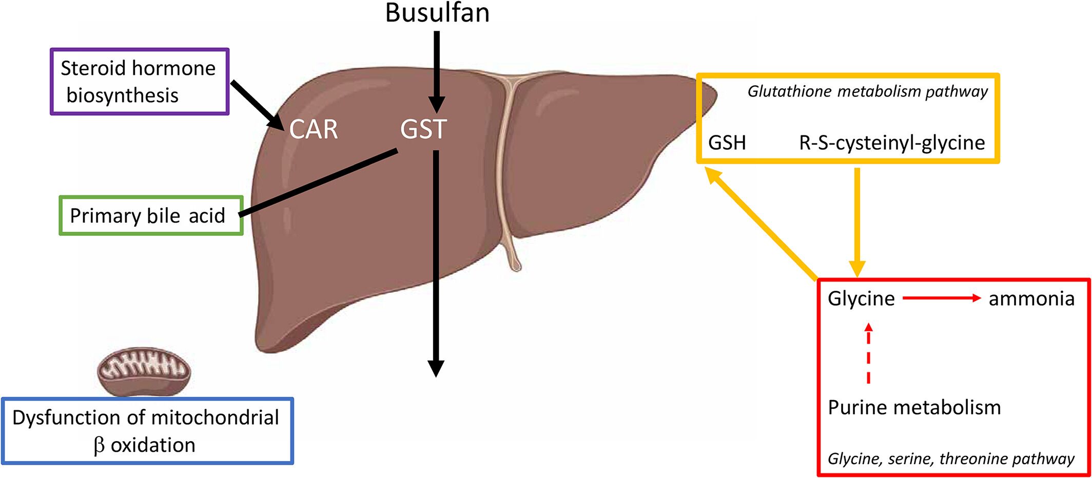 Cancer and Metabolism | Metabolon