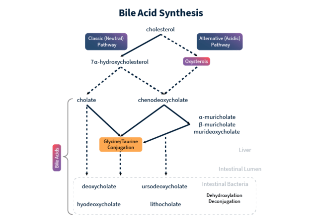 Bile acid pathway