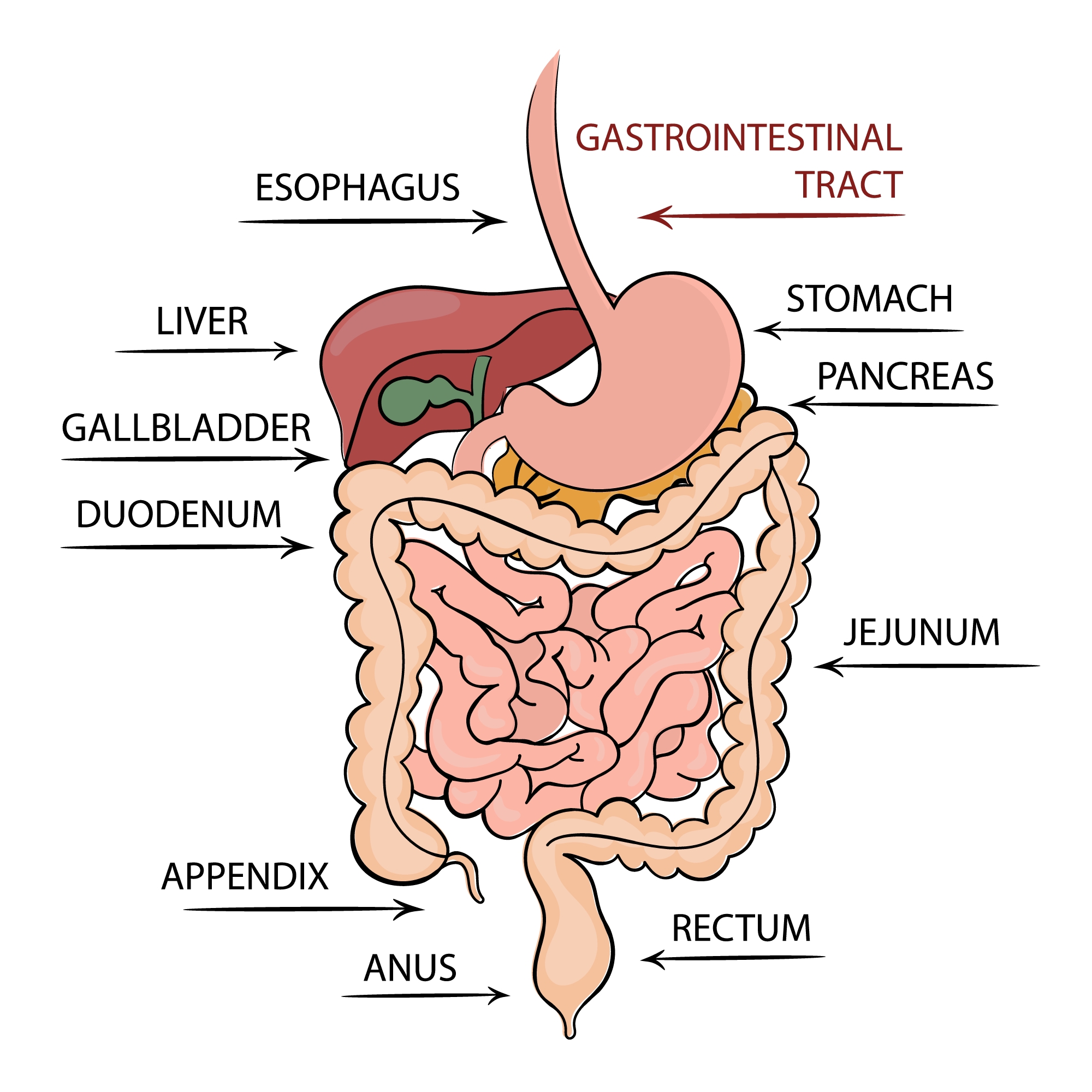 pancreas gastrointestinal tract education diagram